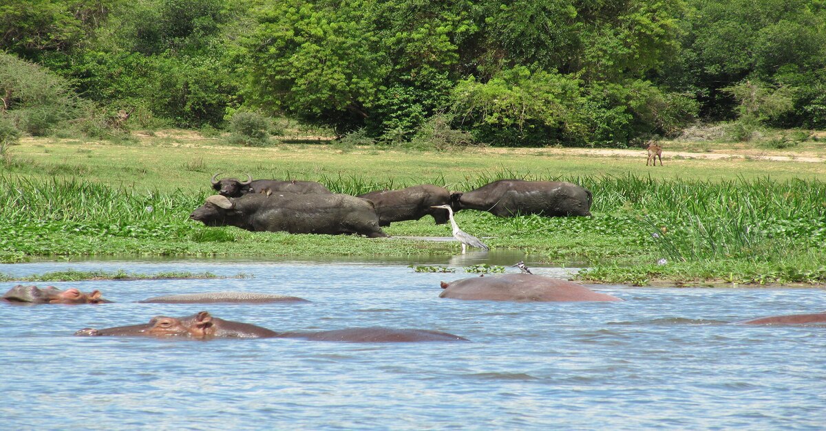 Naturaleza africana a orillas del lago Albert, en el Parque Nacional Murchison Falls