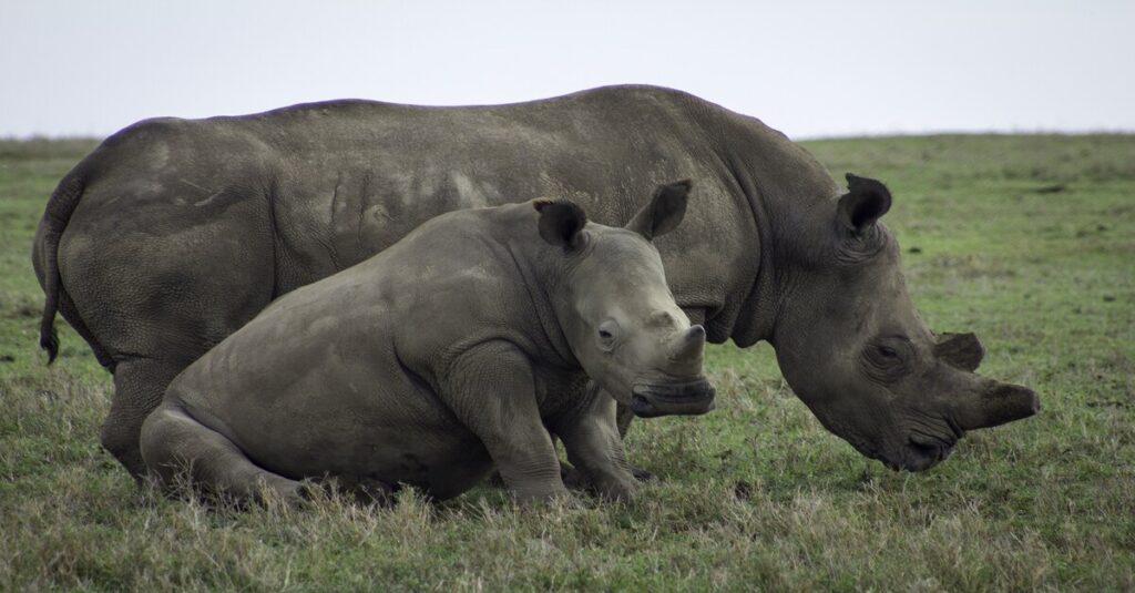 Rinocerontes de la reserva de Ol Pejeta (Kenia)
