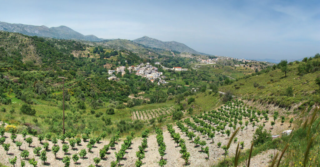 Zona de viñedos en Creta