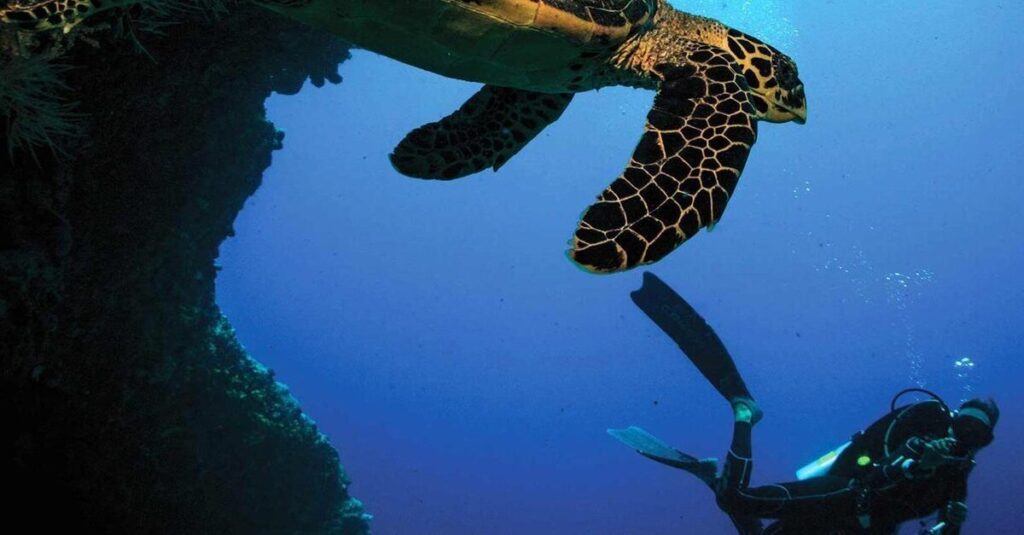 Buceo entre tortugas marinas en las espectaculares aguas de Maldivas