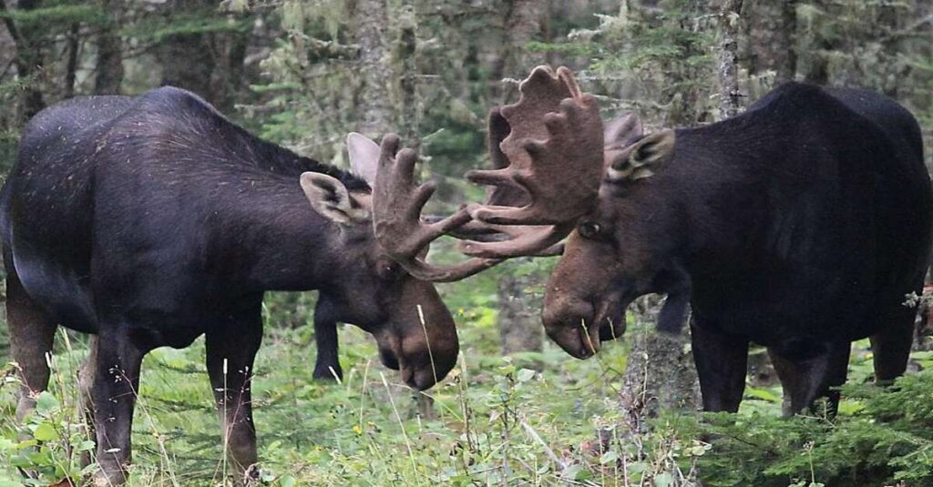 Una pareja de alces en un parque nacional de Canadá