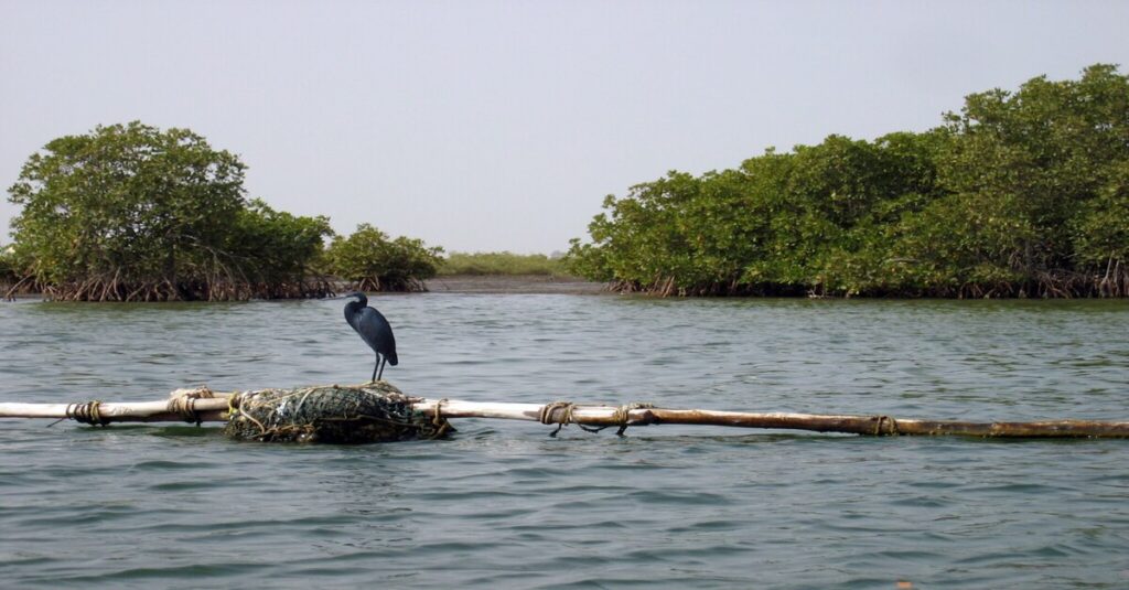 Ave en el Delta del Saloum