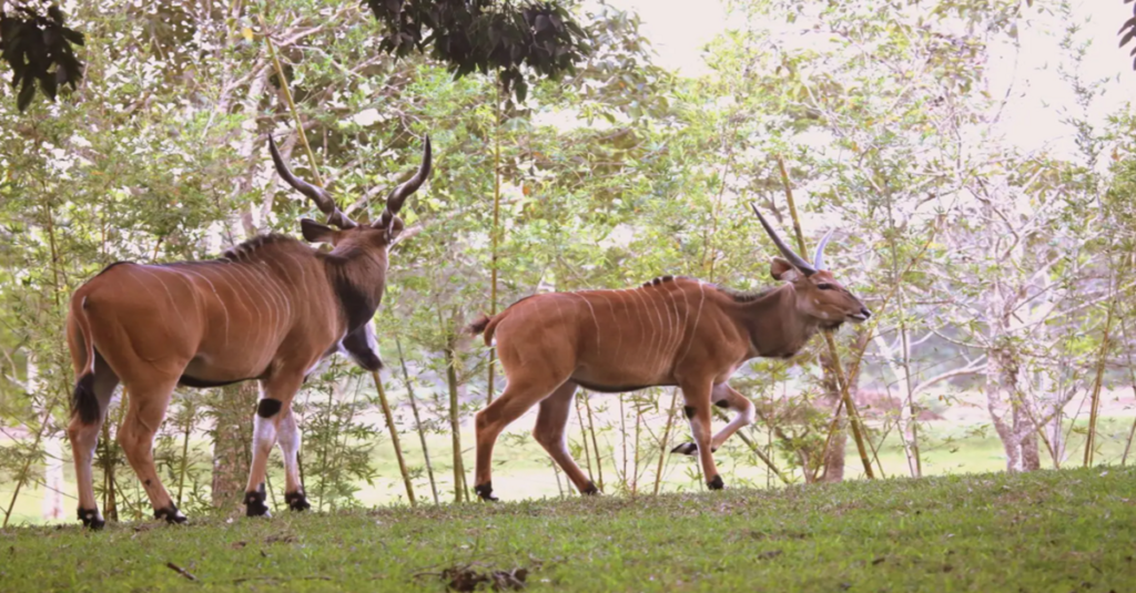 Alces de Derby en el Parque Nacional de Niokolo-Koba