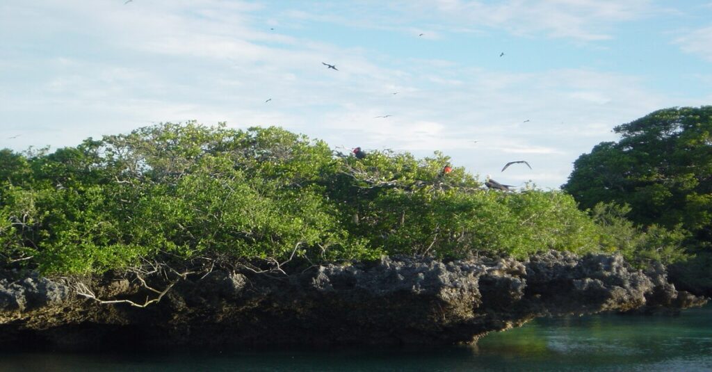 Aves en el impresionante atolón de Aldabra