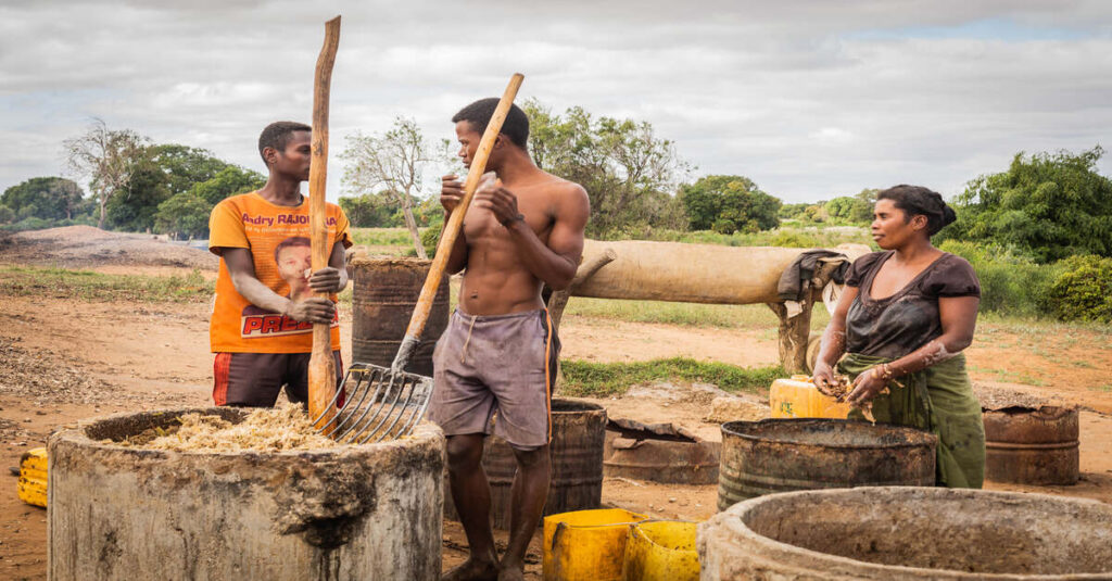 Lugareños preparando el famoso licor el famoso Toaka Gasy