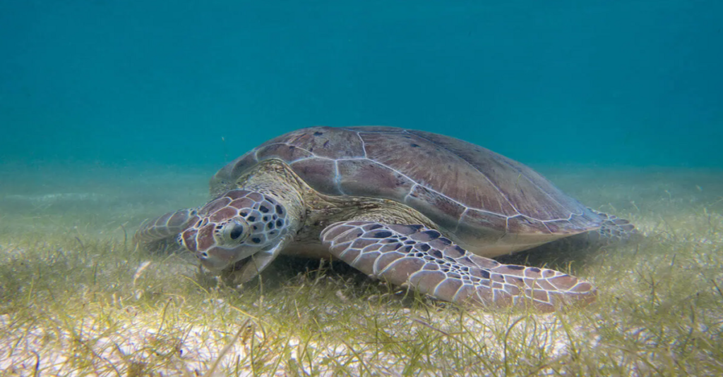 Tortuga marina en las aguas de Madagascar