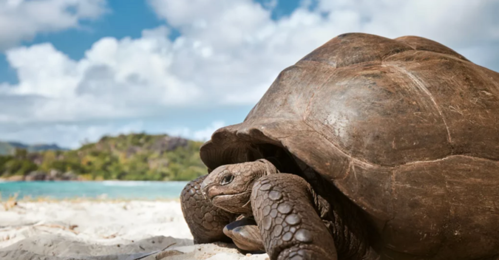 Una tortuga en una playa de Seychelles