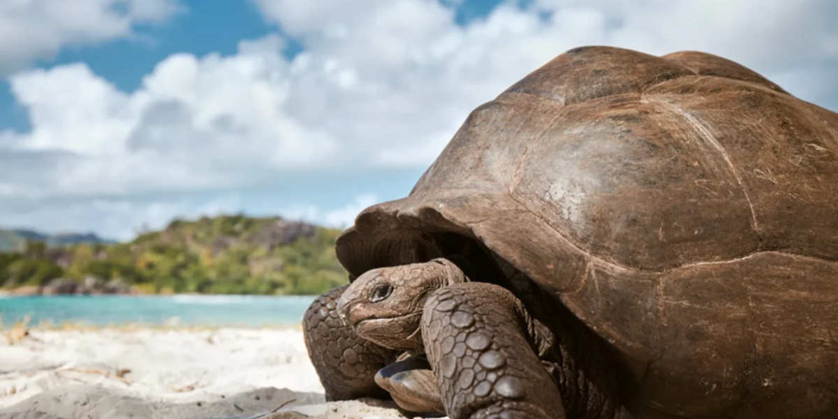 vida-silvestre-seychelles-principal Una tortuga en una playa de Seychelles