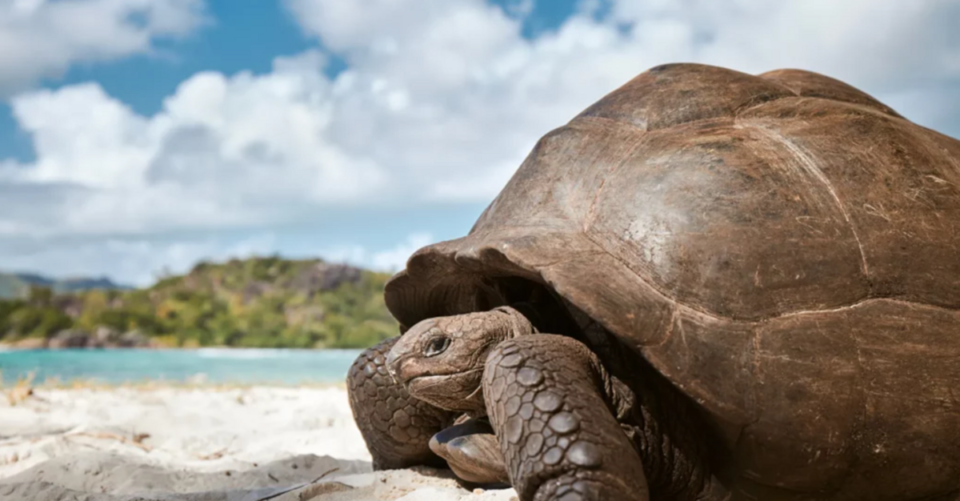 vida-silvestre-seychelles-principal Una tortuga en una playa de Seychelles