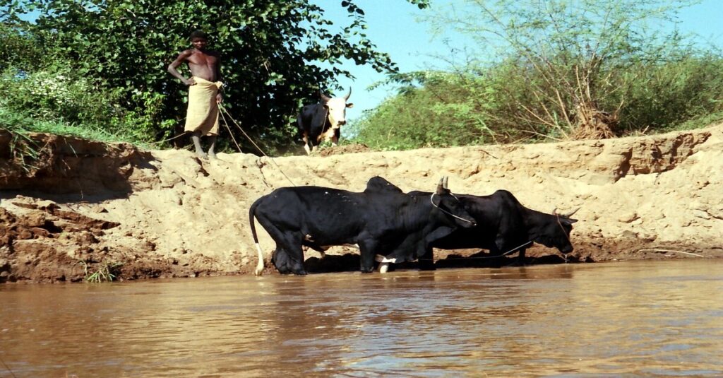 Ganado cebú en Madagascar