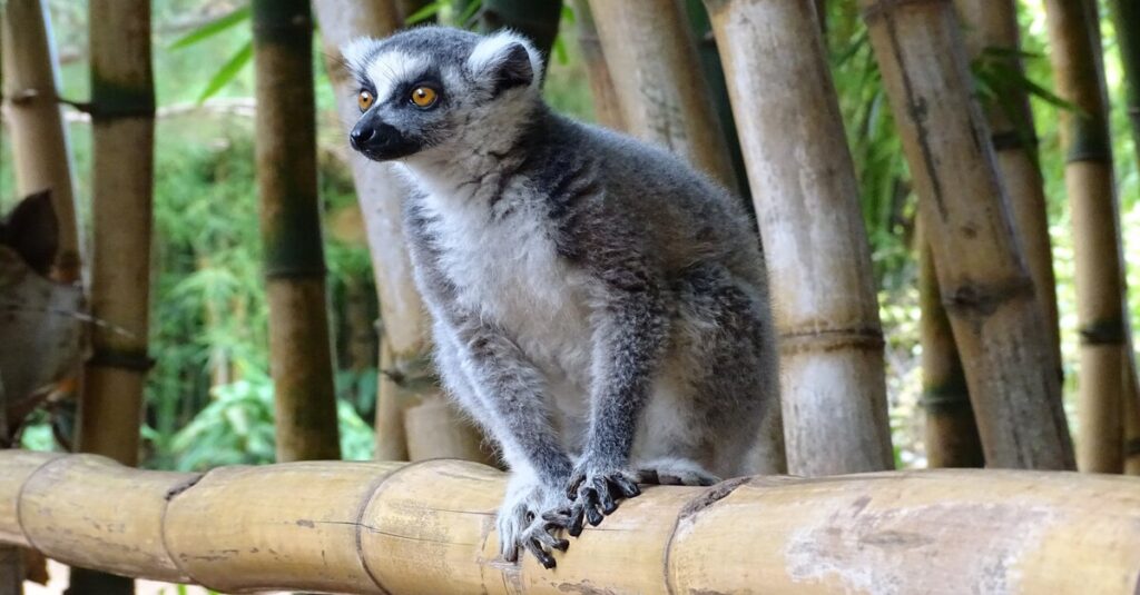 Lémur de cola anillada, todo un símbolo de Madagascar