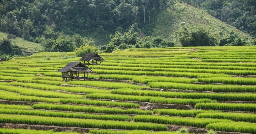 Campo de arroz de Chiang Mai, al norte de Tailandia