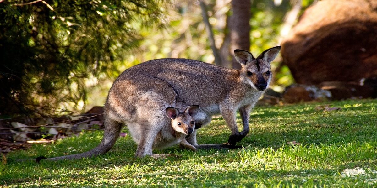 El canguro, emblema de la fauna de Australia