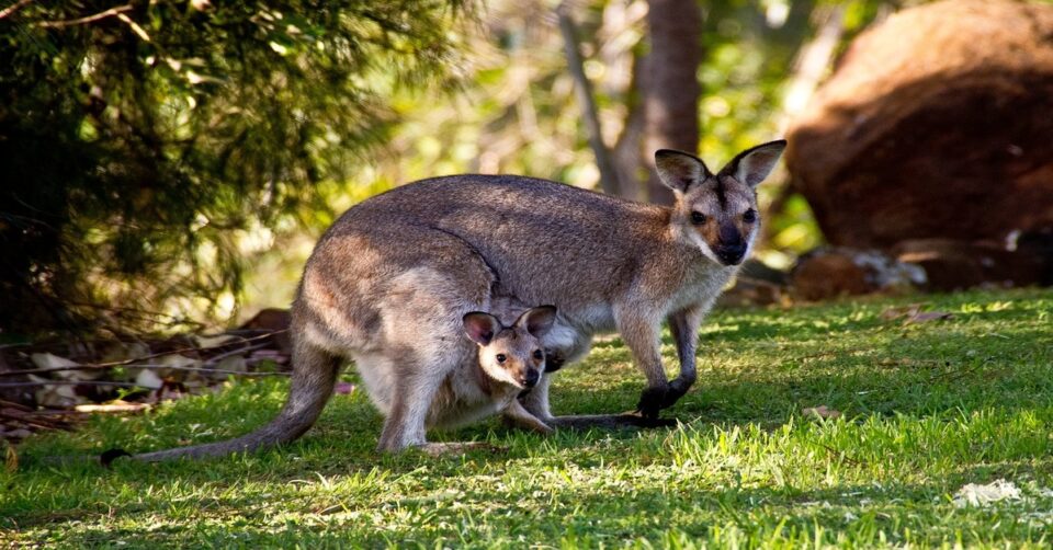 canguros-fauna-australia El canguro, emblema de la fauna de Australia