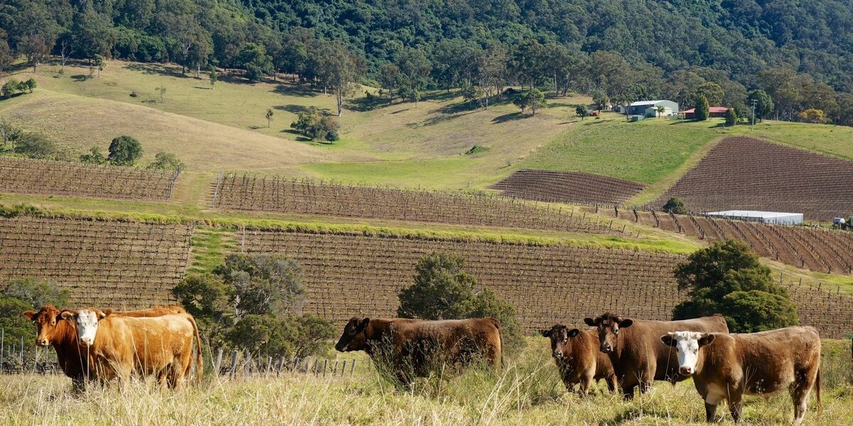 australia-rural-principal Ganado y viñedos en el corazón rural de Australia