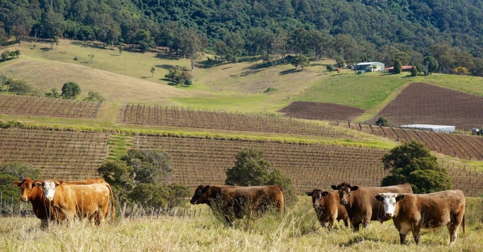 australia-rural-principal Ganado y viñedos en el corazón rural de Australia