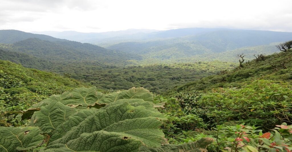 Bosque Nuboso Monteverde, en Costa Rica