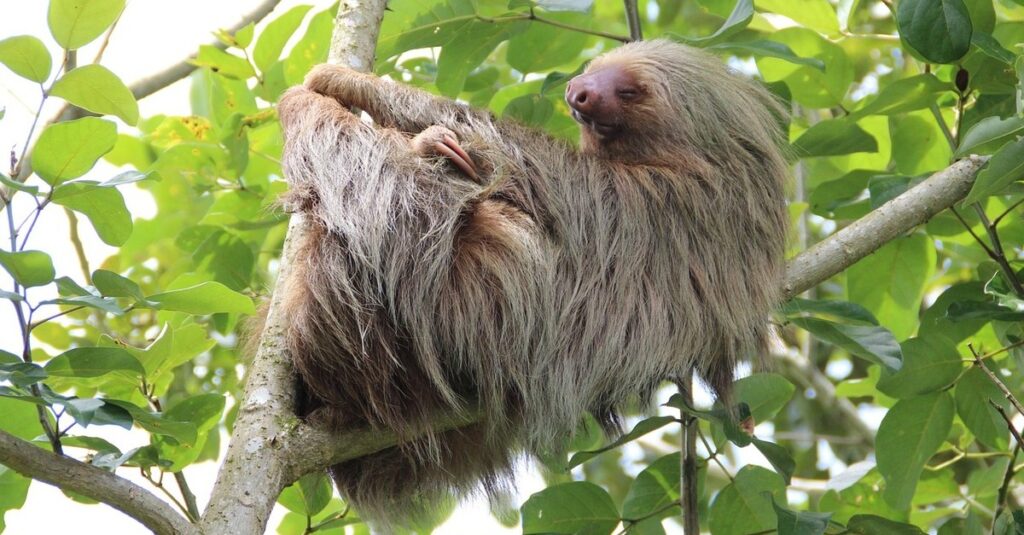 Un perezoso subido a un árbol, una de las estampas naturales más increíbles de Costa Rica