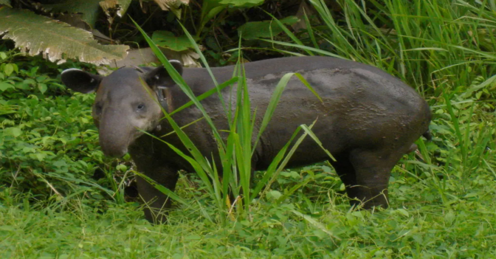 Un tapir en el Parque Nacional Volcán Tenorio de Costa Rica