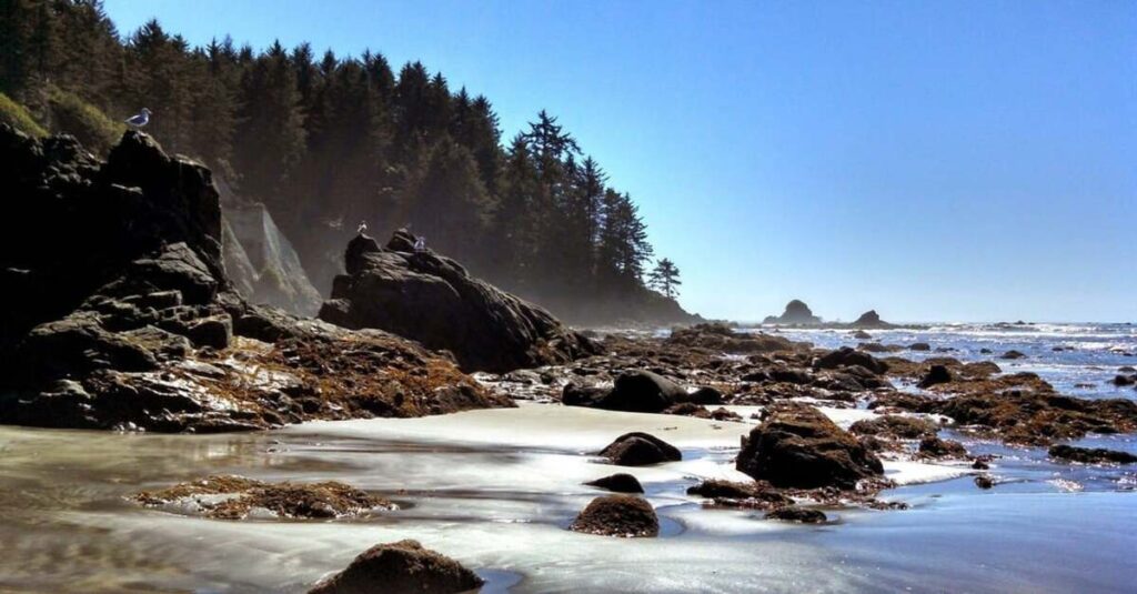 Yachats, un lugar imperdible en la costa pacífica de Estados Unidos