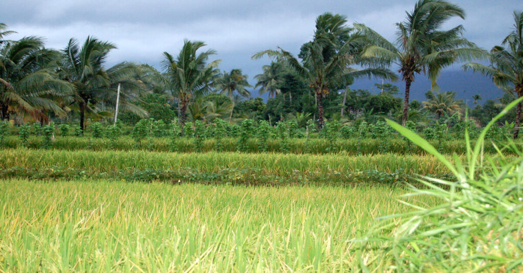 Imagen de un arrozal en Lombok