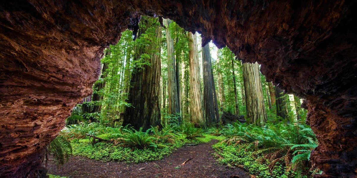 Naturaleza del Parque Nacional Sequoia, en el oeste de Estados Unidos