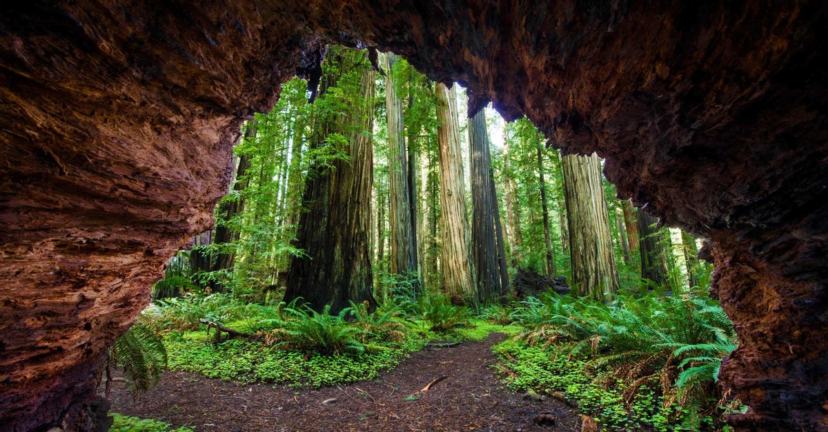 Naturaleza del Parque Nacional Sequoia, en el oeste de Estados Unidos