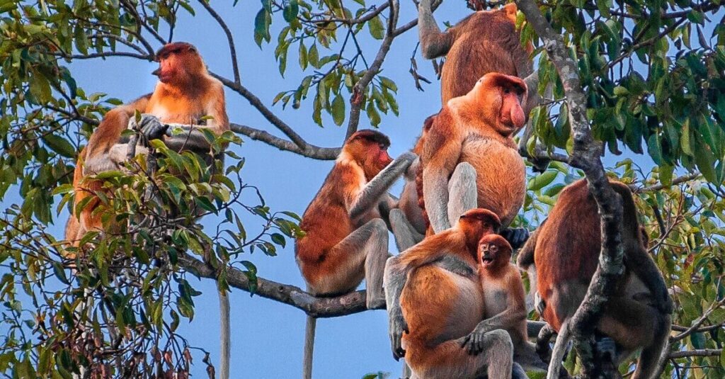 Monos narigudos en Tanjung Puting