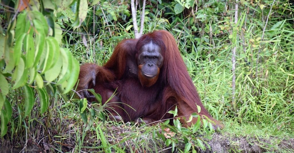 Orangután en Kalimantan, el lado indonesio de Borneo