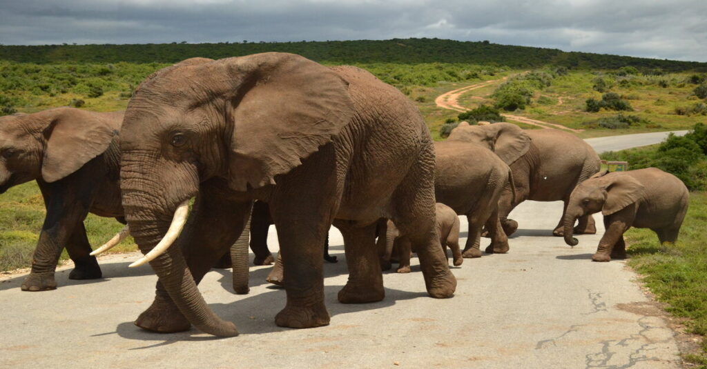 Elefantes cruzando por una carretera del Addo Elephant National Park