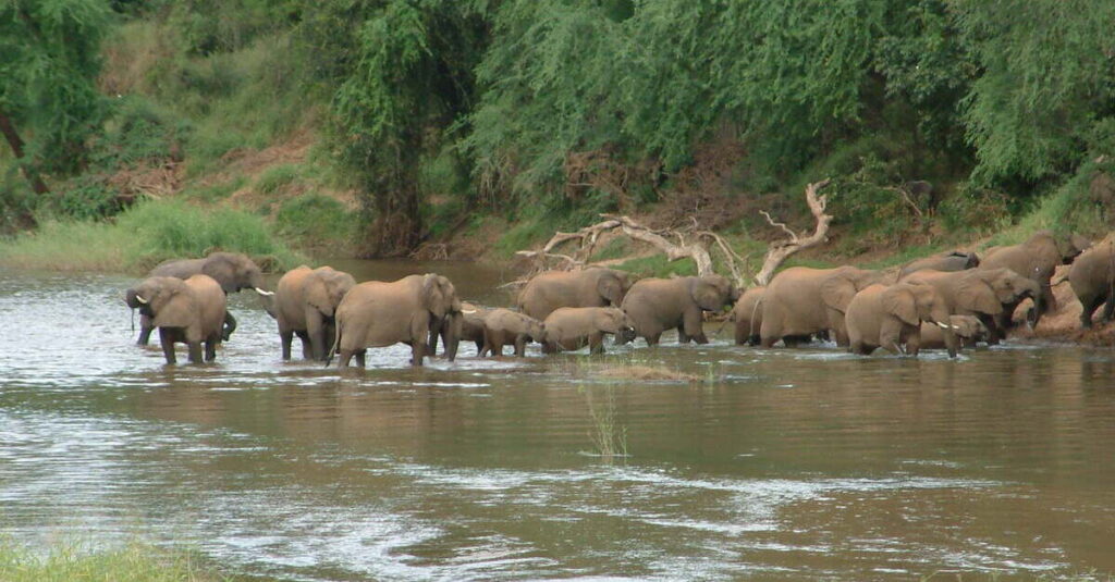 Un grupo de elefantes cruza un río en el Makuleke Contractual Park