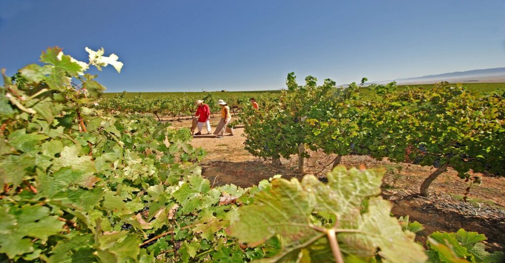 Viñedos de Swartland, una de las zonas vinícolas por excelencia en Sudáfrica