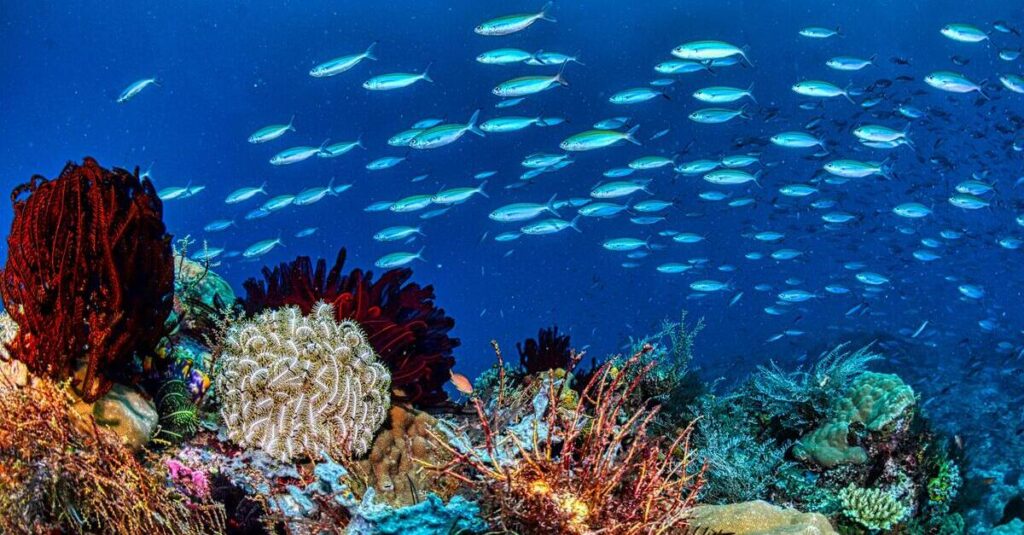 Parque Natural del Arrecife de Tubbataha