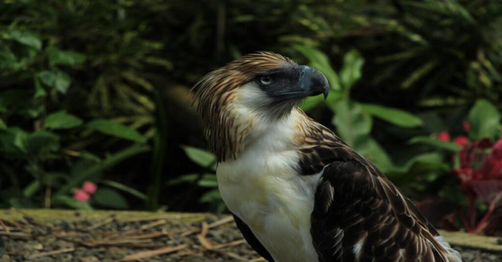Imagen de una águila filipina
