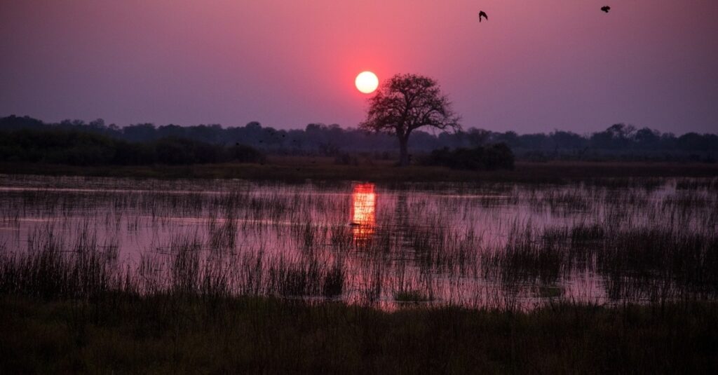 Cae la noche en la sabana sudafricana
