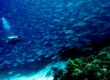 Bucear bajo las aguas de Filipinas es descubrir todo un universo