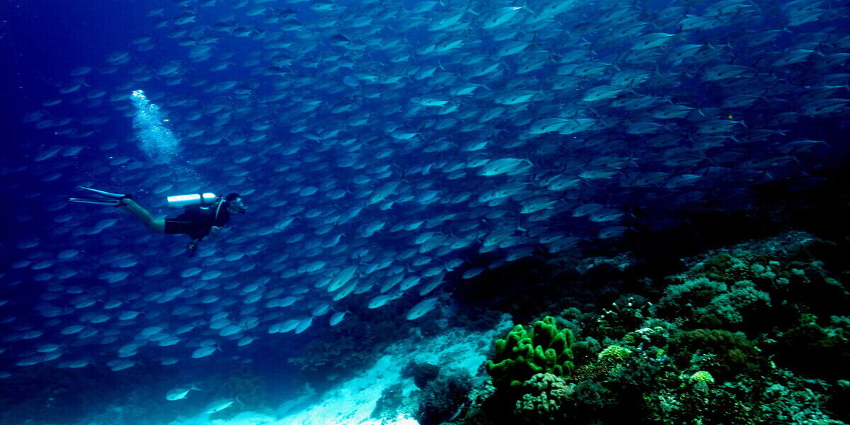 buceo-filipinas-principal Bucear bajo las aguas de Filipinas es descubrir todo un universo