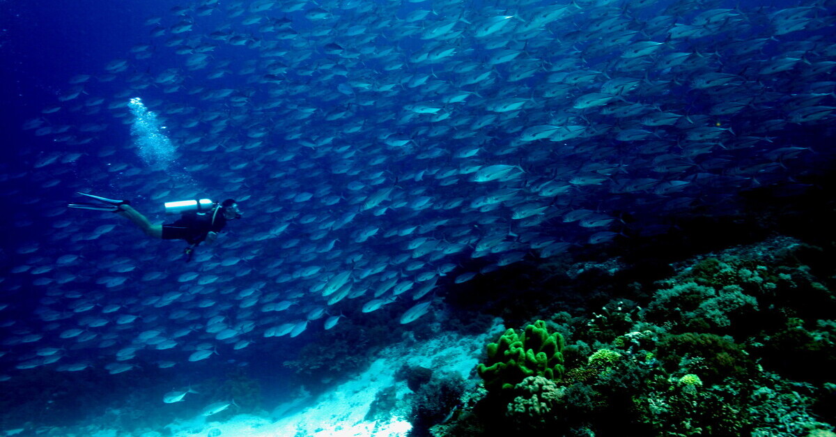 Bucear bajo las aguas de Filipinas es descubrir todo un universo