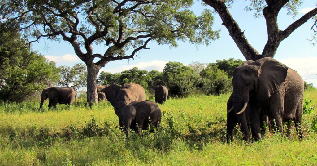 Una familia de elefantes en plena naturaleza de Sudáfrica