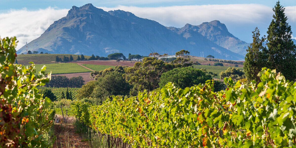 principal-vinedos-sudafrica Disfrutar del buen vino de Sudáfrica es otra experiencia con Duende
