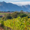 Disfrutar del buen vino de Sudáfrica es otra experiencia con Duende