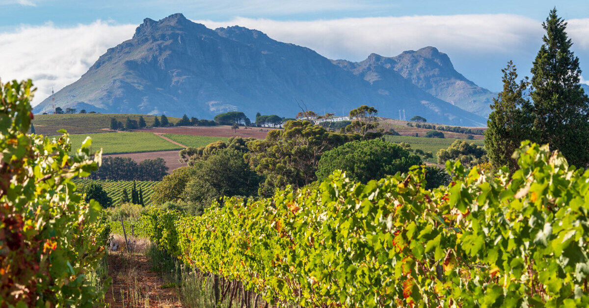 Disfrutar del buen vino de Sudáfrica es otra experiencia con Duende
