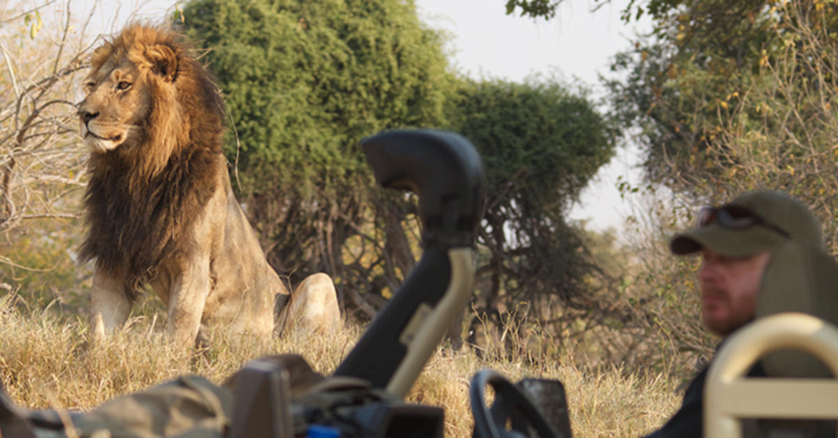 Un safari en Sudáfrica es más que observar animales; es una experiencia que cambia la vida