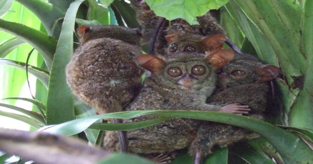 Un grupo de tarsiers en Filipinas