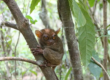Los tarsiers son una de las especies más emblemáticas de la vida salvaje en Filipinas