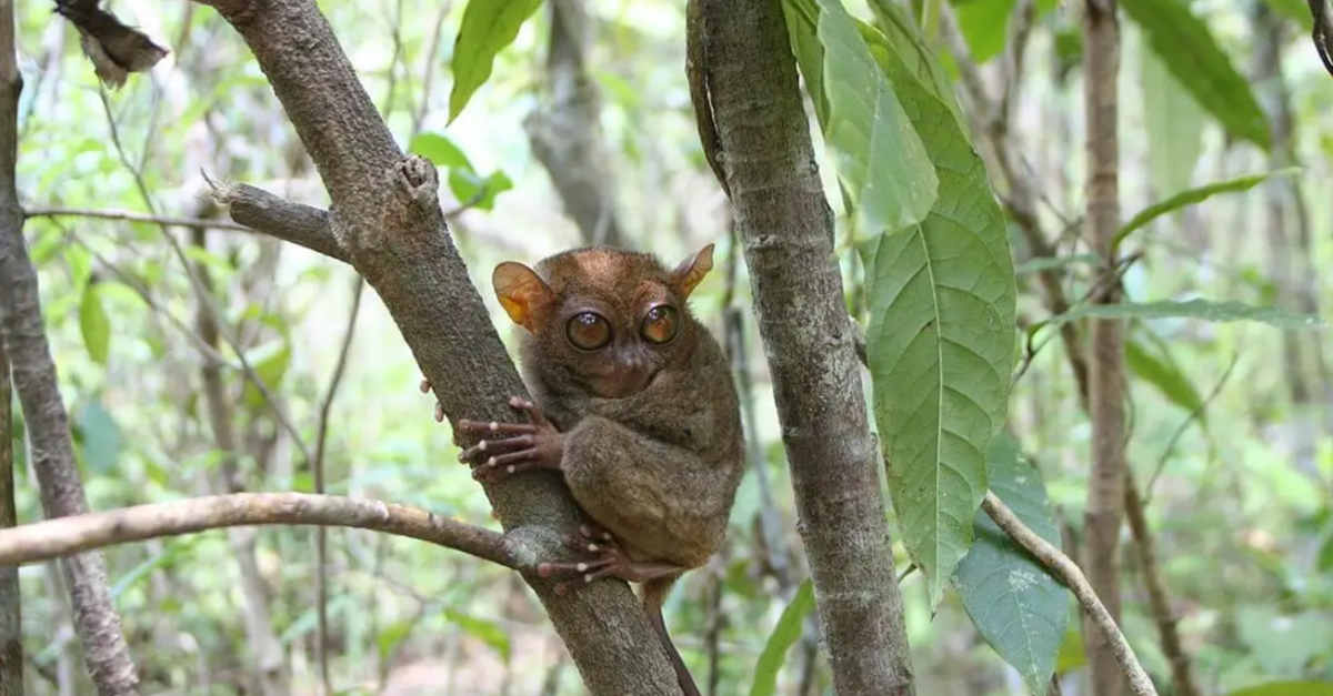 Los tarsiers son una de las especies más emblemáticas de la vida salvaje en Filipinas