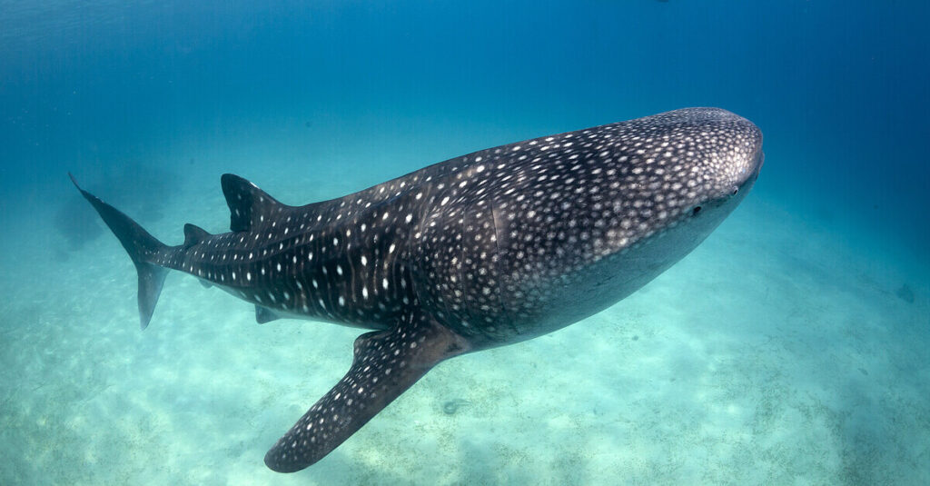 Un tiburón ballena bajo el mar de Filipinas