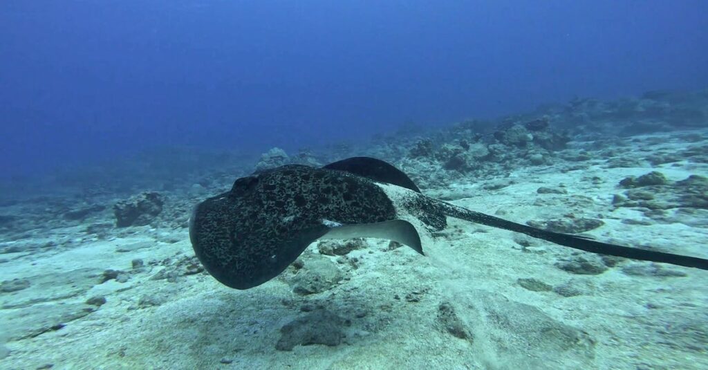 Una mantarraya gigante bajo las aguas de la isla de Ticao