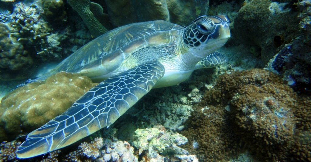 Las aguas filipinas son hogar de numerosas tortugas marinas