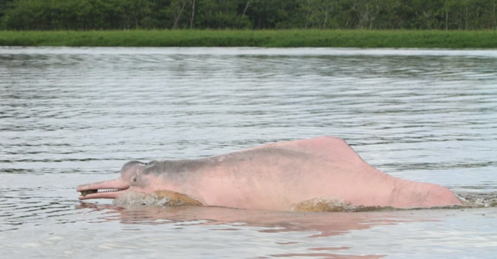 Delfín rosado en la Reserva de Desarrollo Sostenible Mamirauá